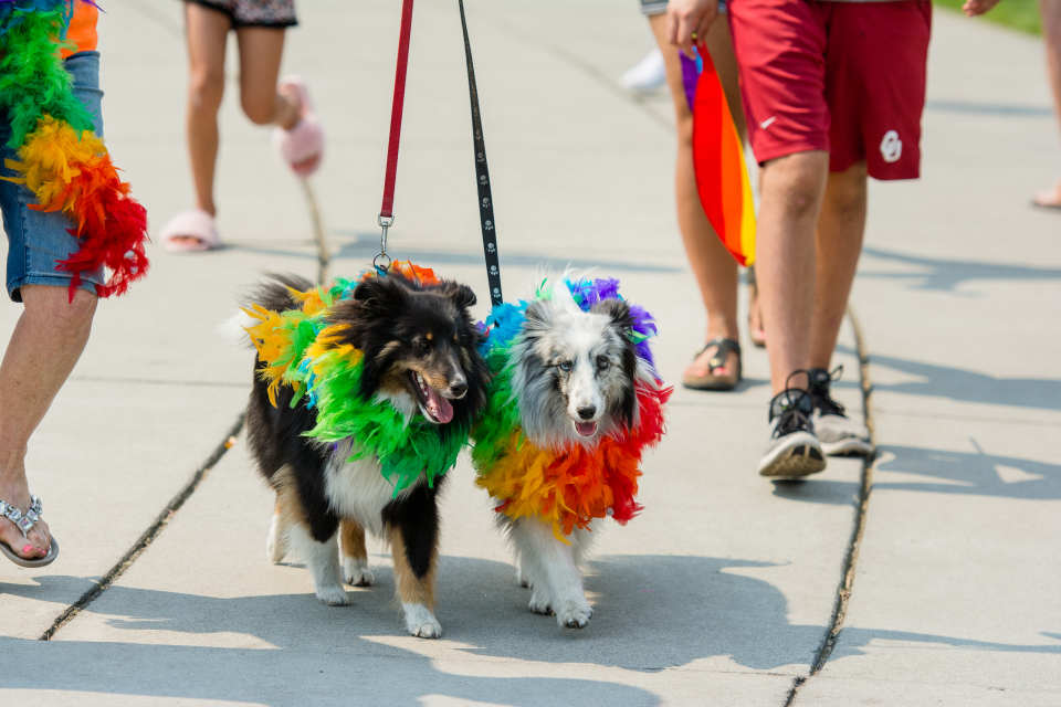 Bark Party Bark Party