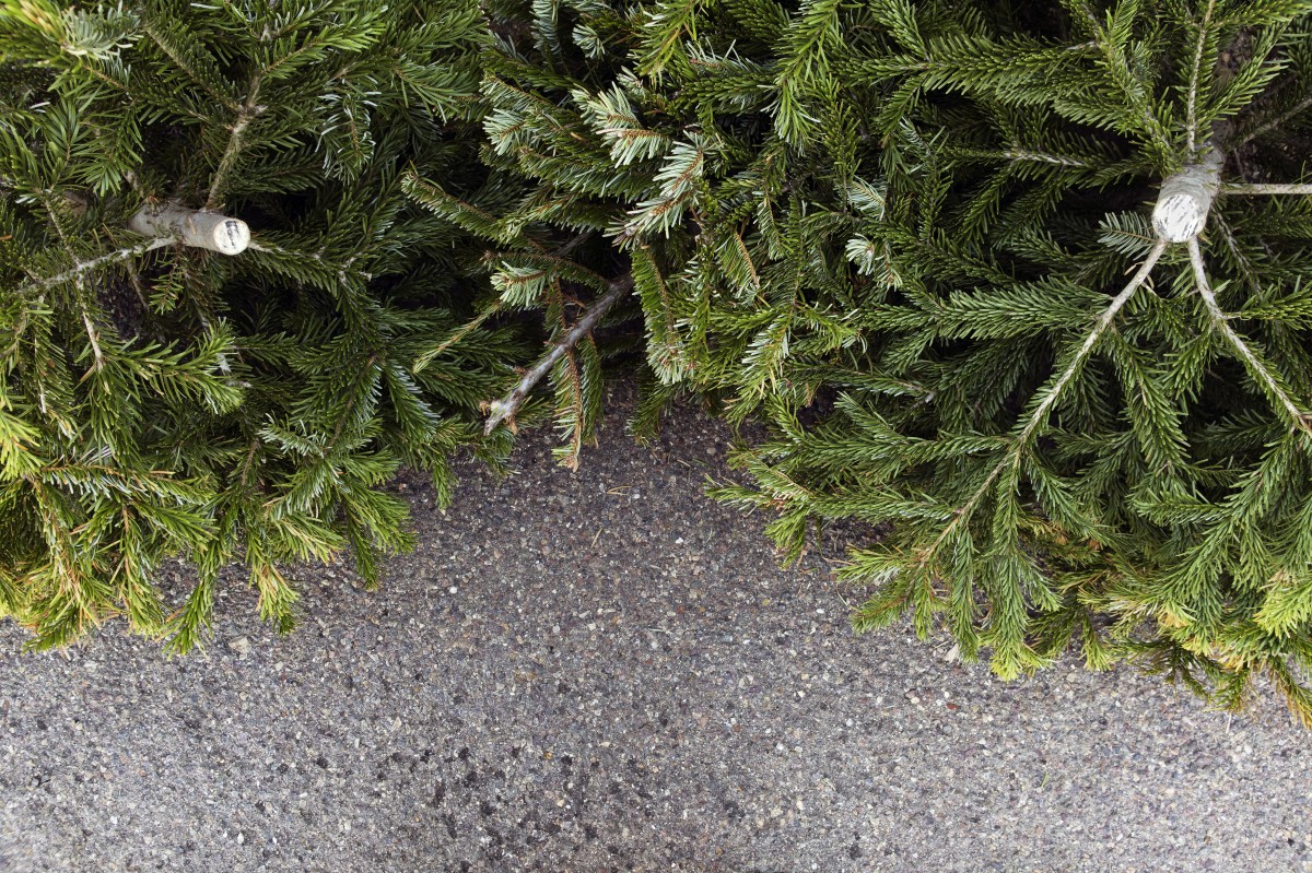 Example of coniferous tree branches 
