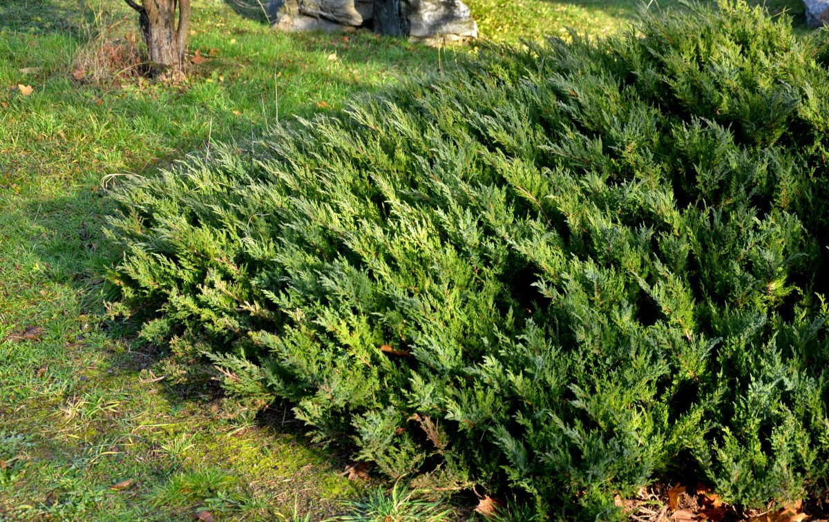 Example of Juniper