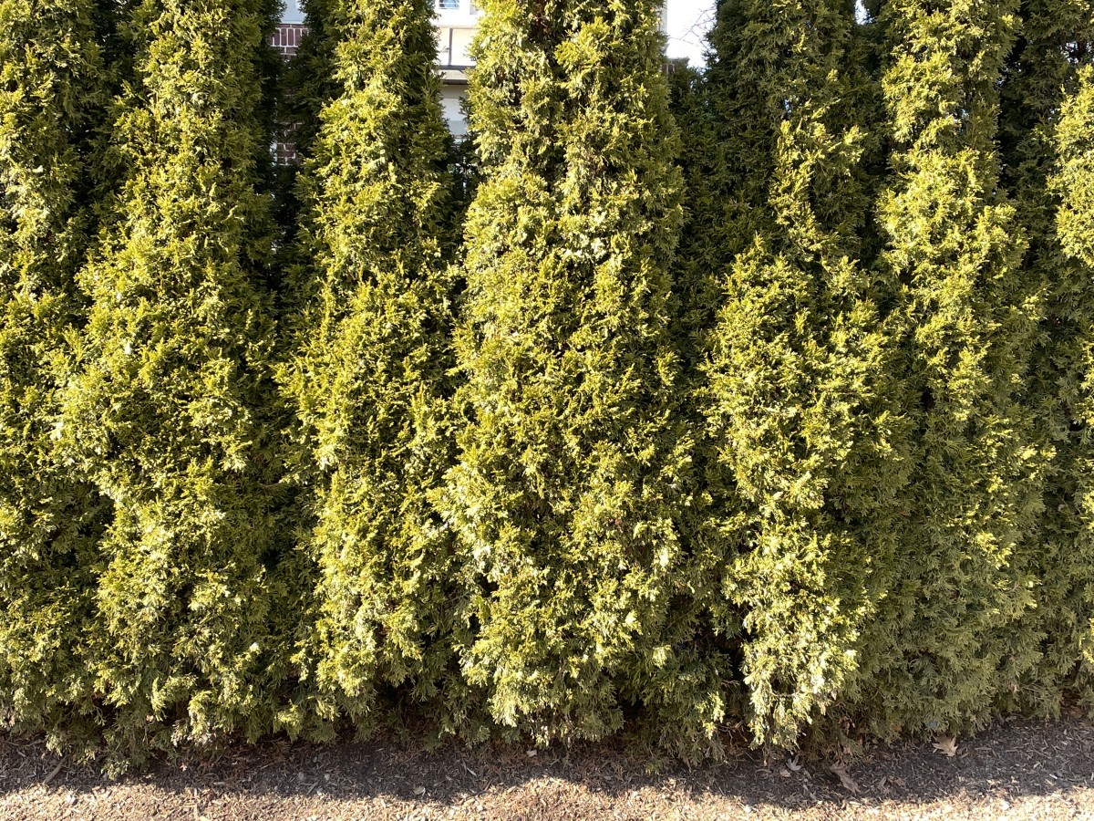 Example of a cedar hedge