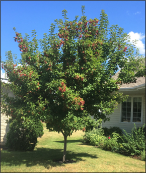 Photo of a Hot Wings Tatarian Maple