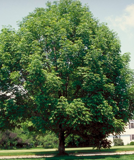 Photo of a Tuxedo White Ash