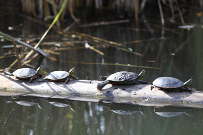 Chichester Wetland Park