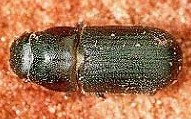 Pine beetle
