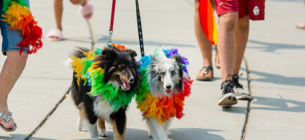 Bark Party