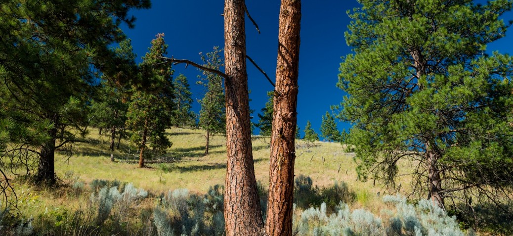 McKinley Mountain Park