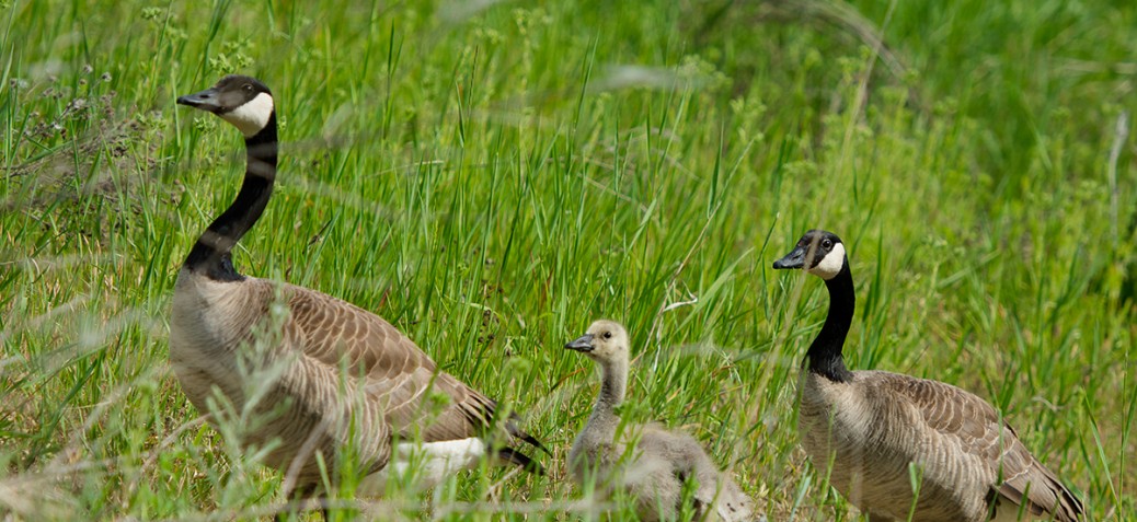 Munson Pond Park Birds