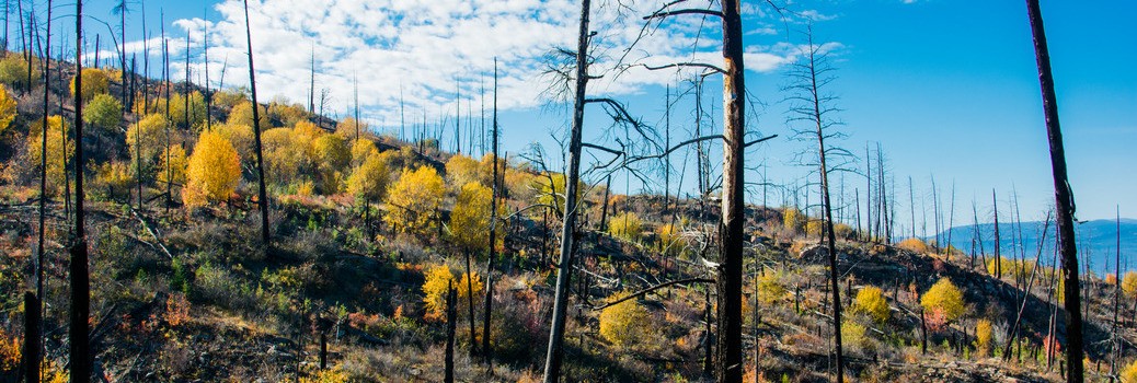 Park with burned trees