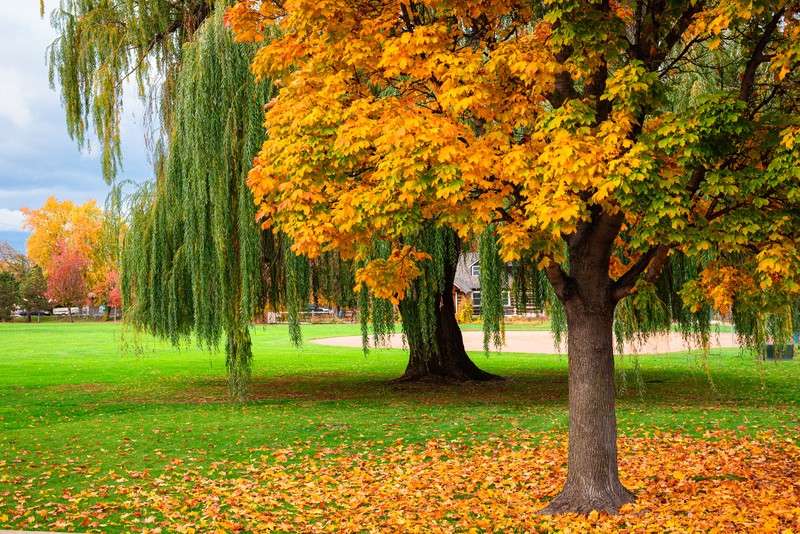 fall trees fall trees