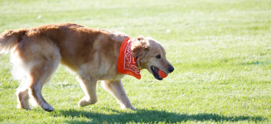 Dog off-leash with ball 