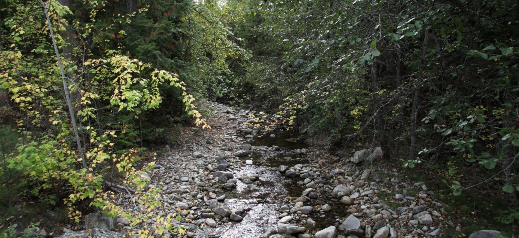 Stream in a forest