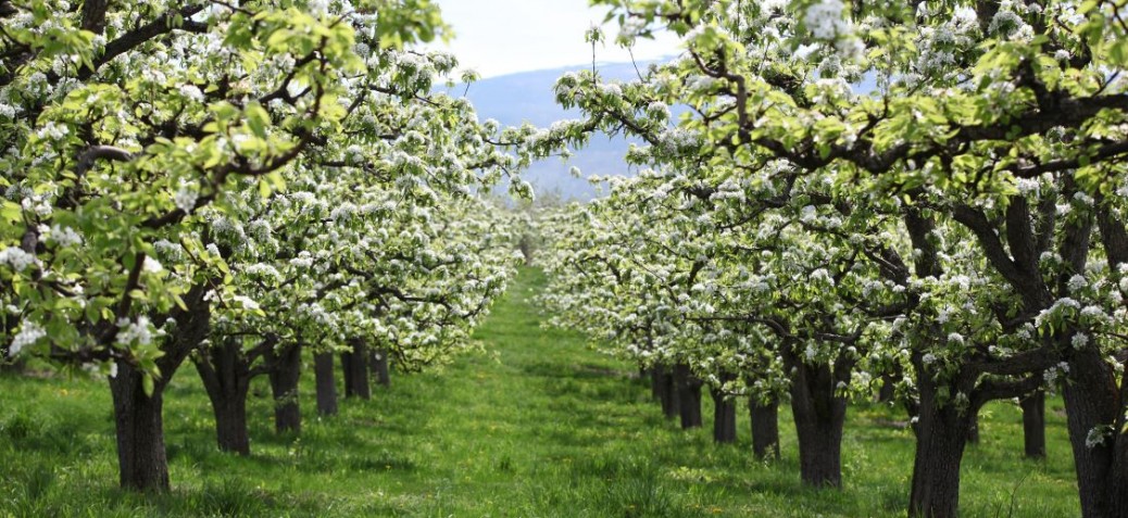 Orchard Picture of an orchard