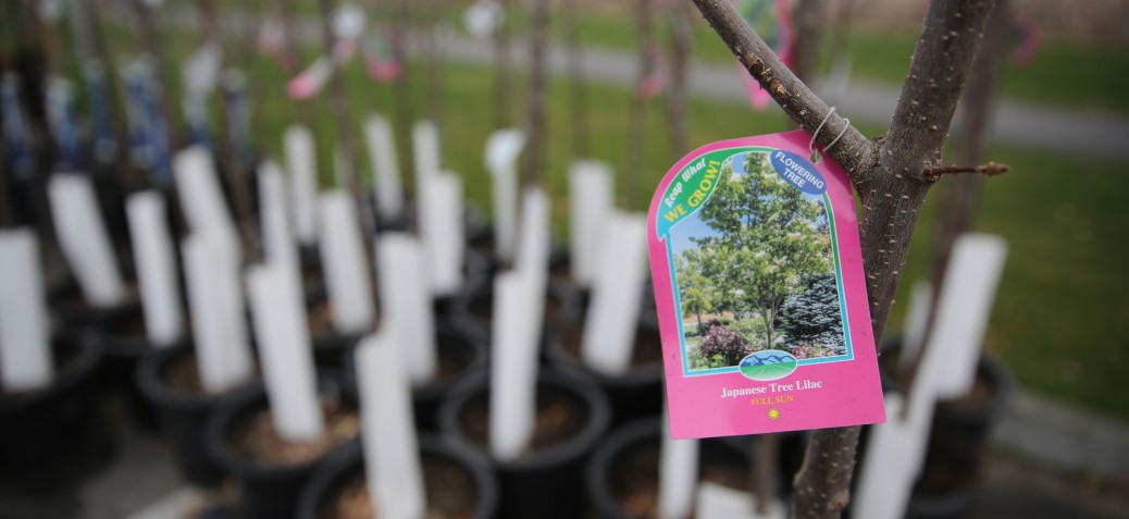 2019 NeighbourWoods trees 2019 NeighbourWoods trees