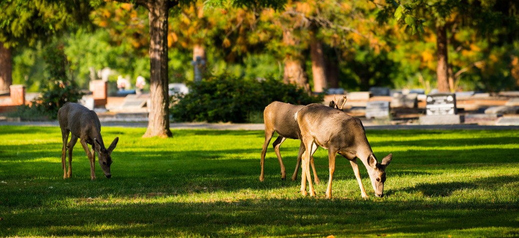Urban deer graze at the Memorial Park Cemetery