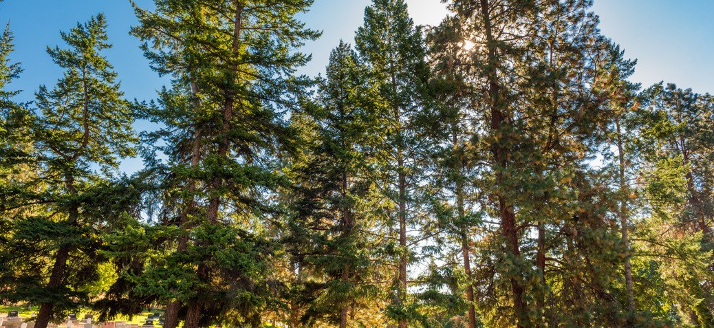 Trees in Kelowna Trees in Kelowna