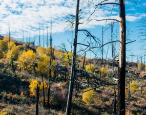 Park with burned trees