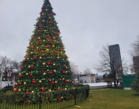 stuart park tree